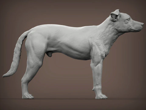 New Zealand Shepherd 3D Print Model