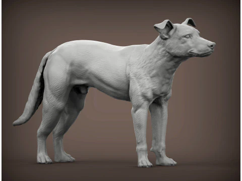 New Zealand Shepherd 3D Print Model