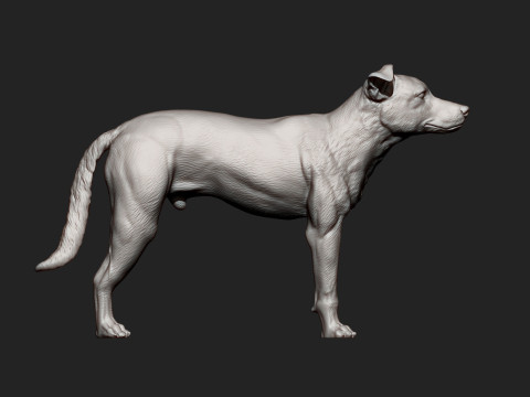 New Zealand Shepherd Modelo de Impressão 3D