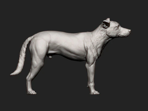 New Zealand Shepherd 3D Print Model