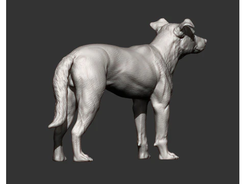 New Zealand Shepherd 3D Print Model