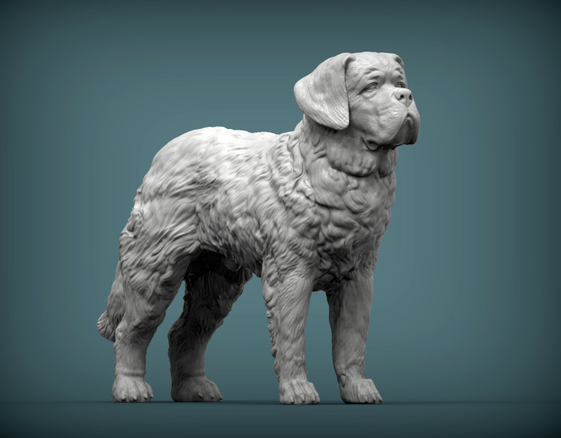 Saint-bernard dog 3D 打印模型 .c4d .max .obj .3ds .fbx .stl .blend 