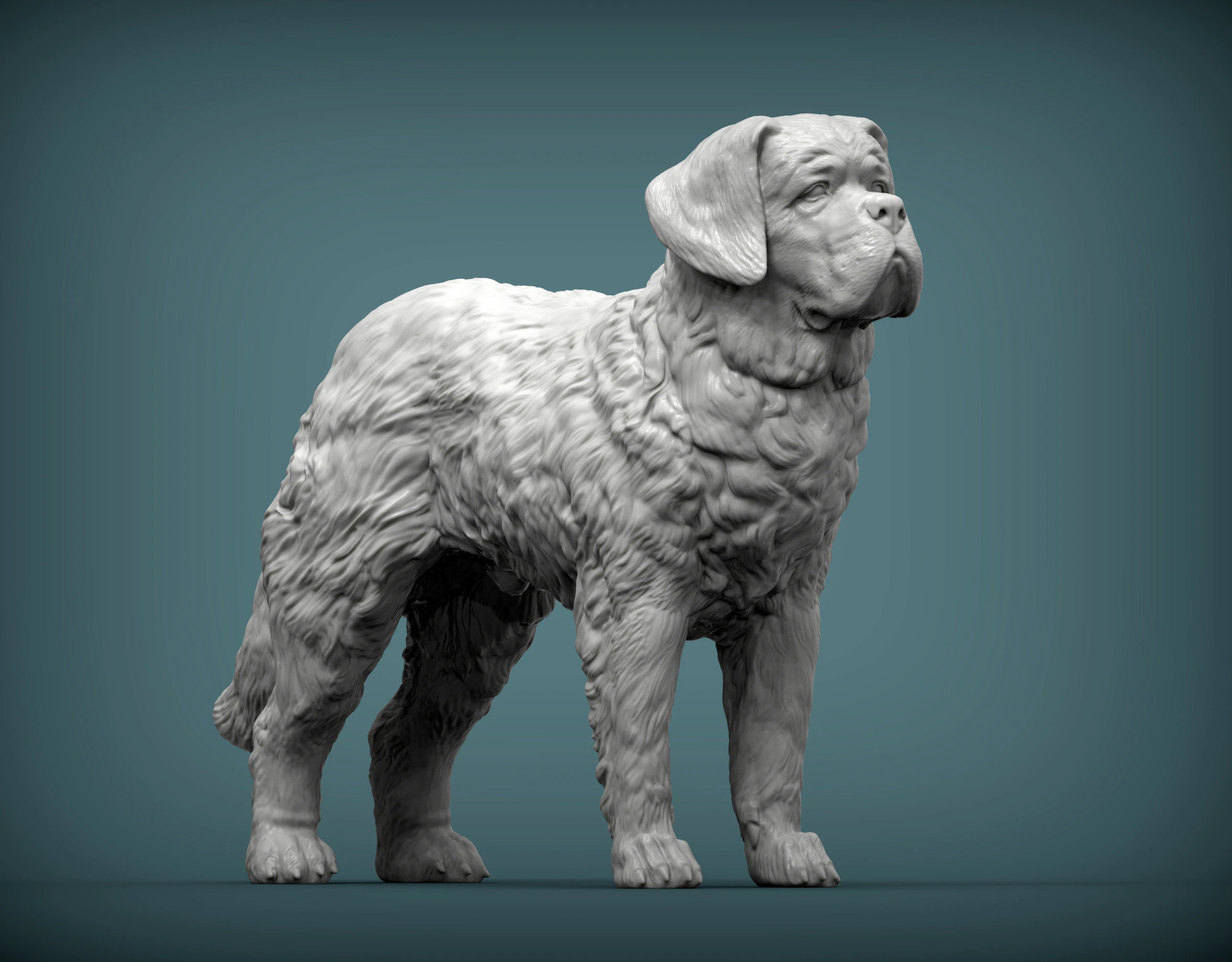 Saint-bernard dog 3D Print Model .c4d .max .obj .3ds .fbx .stl .blend