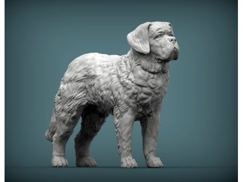 Saint-bernard dog 3D Print Model