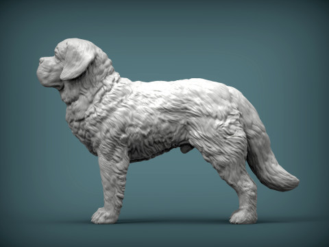 Saint-bernard dog 3D 打印模型