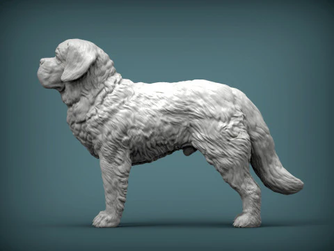 Saint-bernard dog 3D Print Model