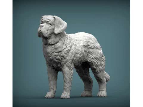 Saint-bernard dog 3D Print Model