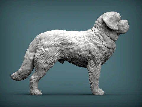 Saint-bernard dog 3D Print Model