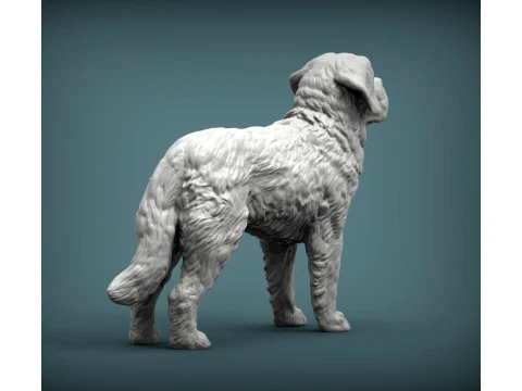 Saint-bernard dog 3D Print Model