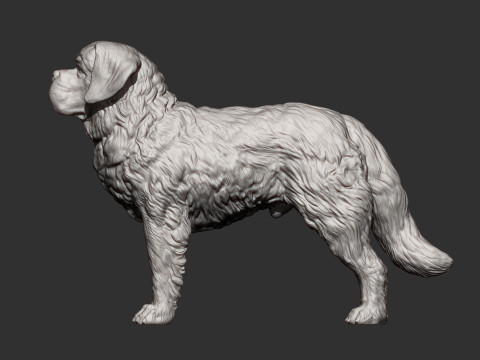 Saint-bernard dog 3D 打印模型