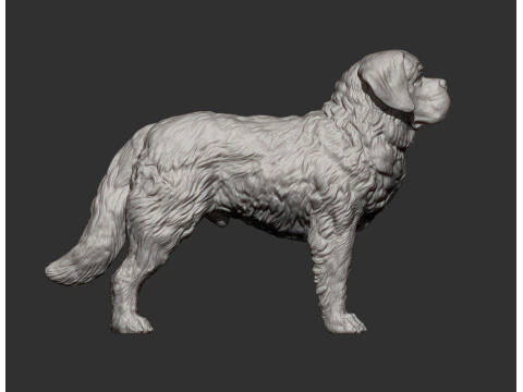 Saint-bernard dog 3D Print Model