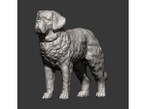 Saint-bernard dog 3D Print Model