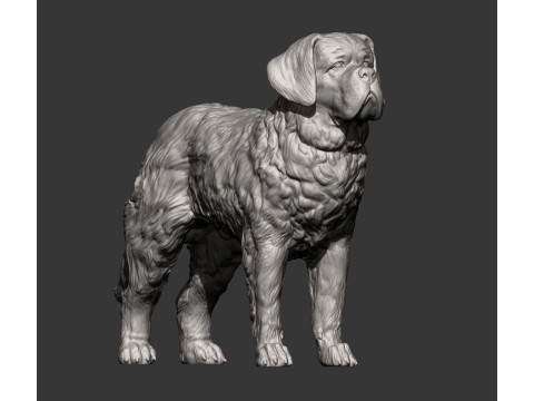 Saint-bernard dog 3D 打印模型