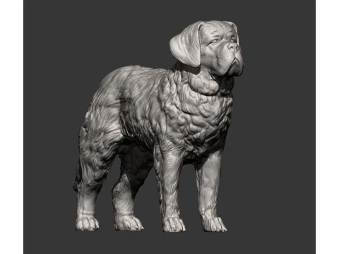 Saint-bernard dog 3D Print Model