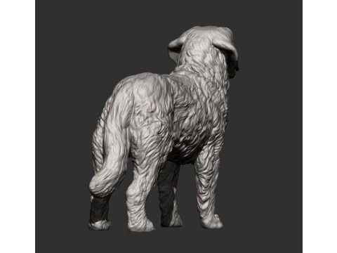 Saint-bernard dog 3D Print Model