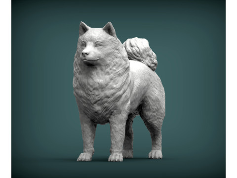 Samoyed dog 3D Print Model