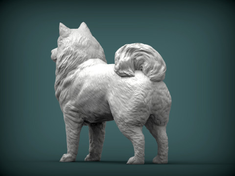 Samoyed dog Modello di stampa 3D
