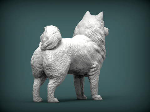 Samoyed dog Modello di stampa 3D