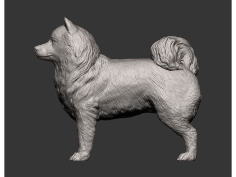 Samoyed dog Modello di stampa 3D