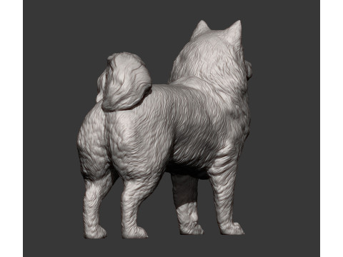 Samoyed dog Modello di stampa 3D