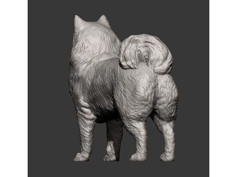 सामोयड कुत्ता 3D प्रिंट मॉडल