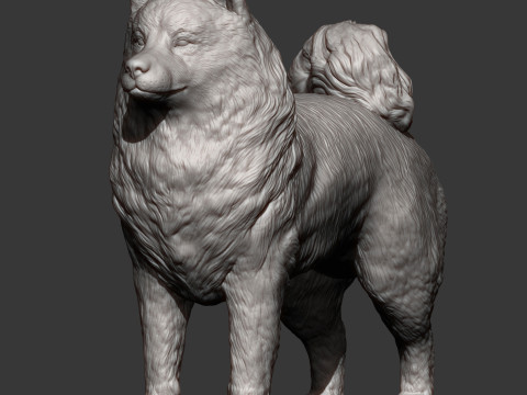 Samoyed dog Modello di stampa 3D