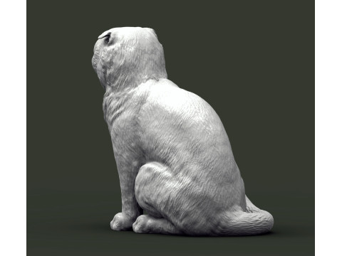 Scottish fold cat 3D Print Model