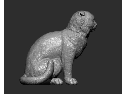 Scottish fold cat 3D Print Model