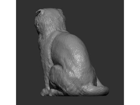 Scottish fold cat 3D Print Model