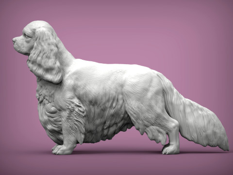 Spaniel cavalier king charles 3D Print Model