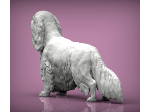 Spaniel cavalier king charles 3D Print Model