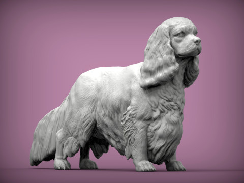 Spaniel cavalier king charles 3D Print Model