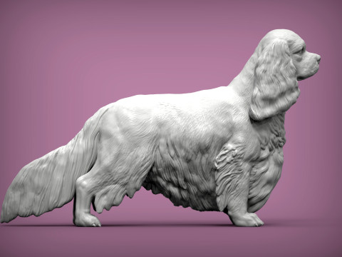 Spaniel cavalier king charles 3D Print Model