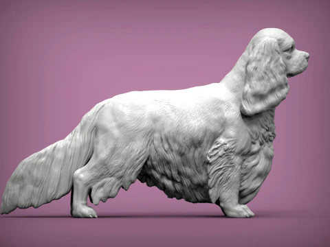 Spaniel cavalier king charles 3D Print Model