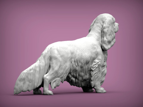 Spaniel cavalier king charles 3D Print Model