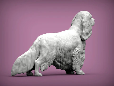 Spaniel cavalier king charles 3D Print Model