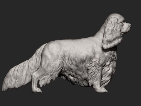 Spaniel cavalier king charles 3D Print Model