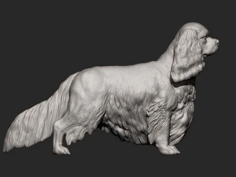 Spaniel cavalier king charles 3D Print Model
