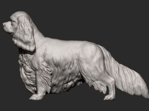 Spaniel cavalier king charles 3D Print Model