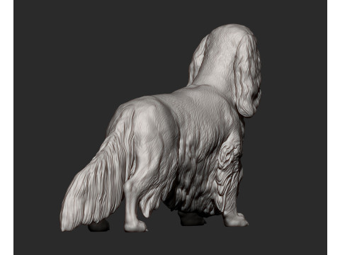 Spaniel cavalier king charles 3D Print Model