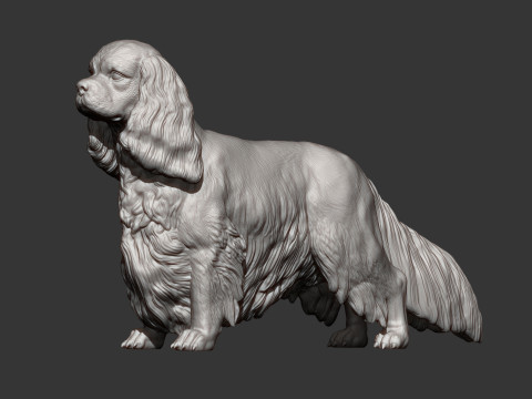 Spaniel cavalier king charles 3D Print Model