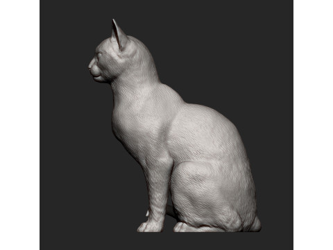 Abyssinian cat 3D 打印模型