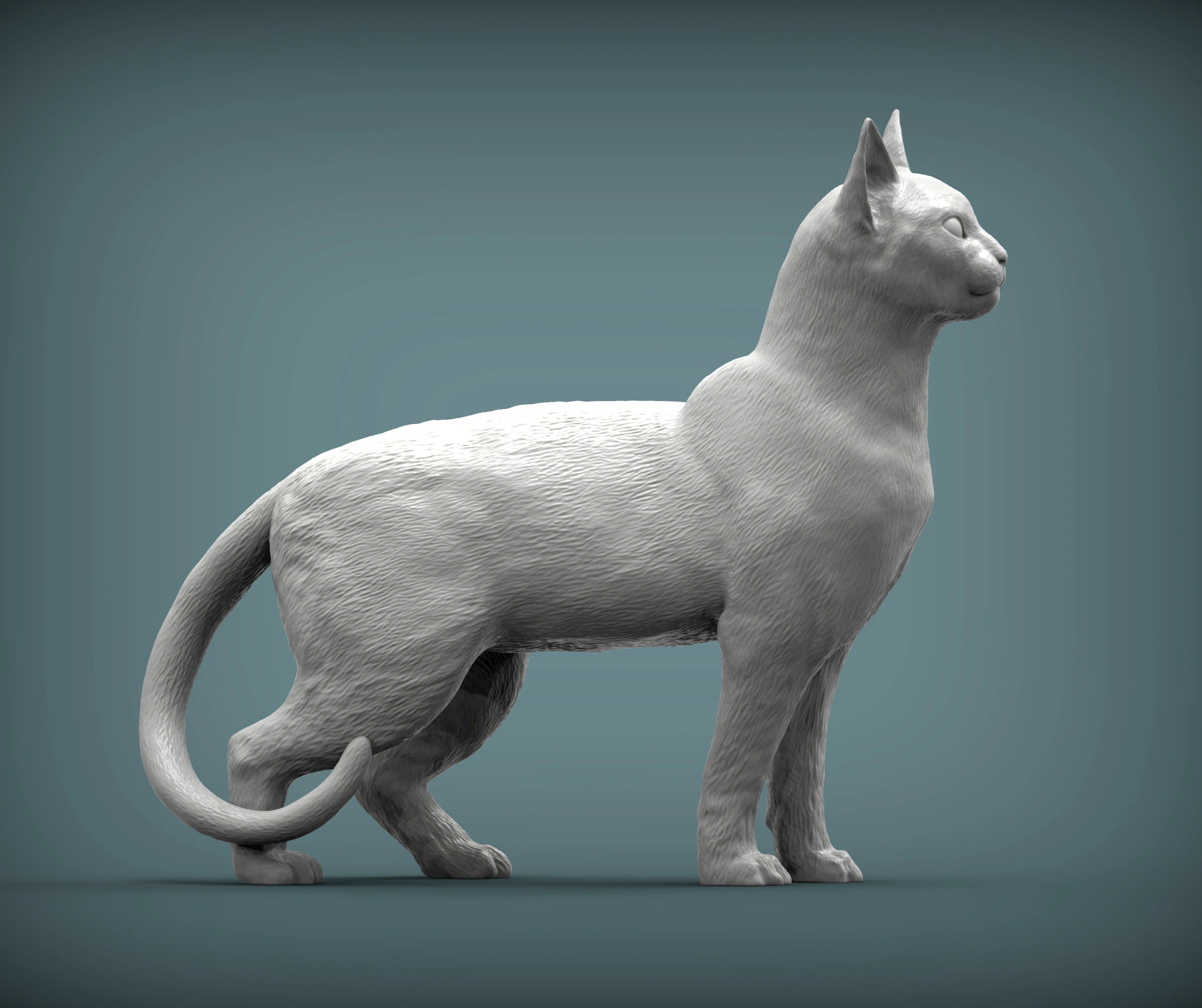 Abessijnse kat 3D printmodel .c4d .max .obj .3ds .fbx .stl .blend 