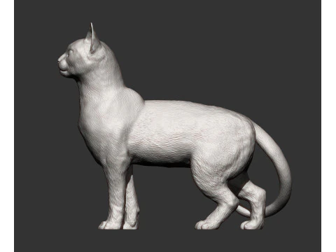 Abessijnse kat 3D printmodel