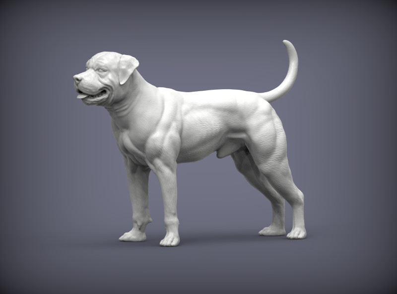 American bulldog 3D प्रिंट मॉडल .c4d .max .obj .3ds .fbx .stl .blend