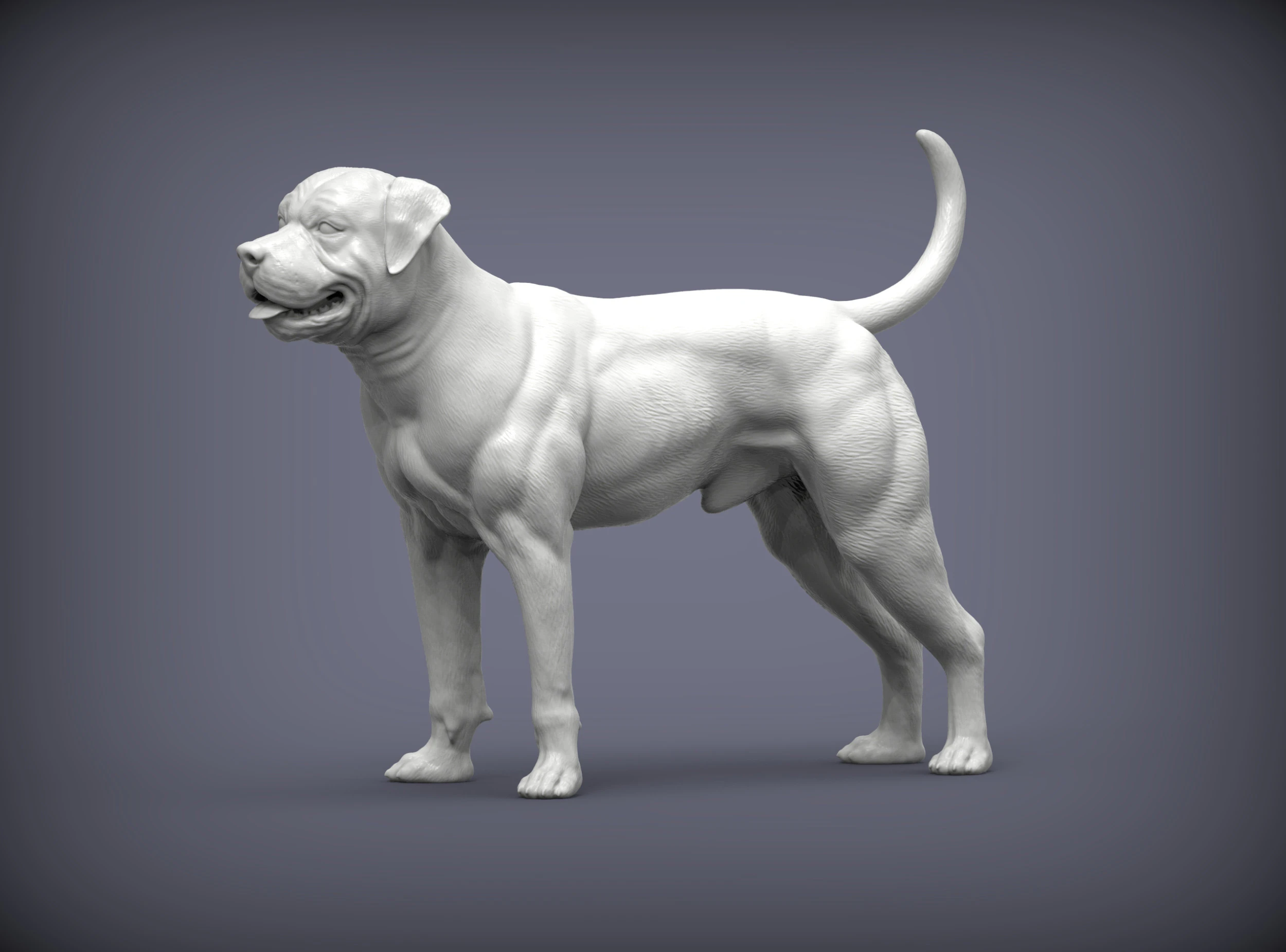 American bulldog 3D Print Model .c4d .max .obj .3ds .fbx .stl .blend