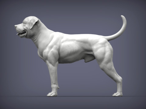 American bulldog 3D प्रिंट मॉडल