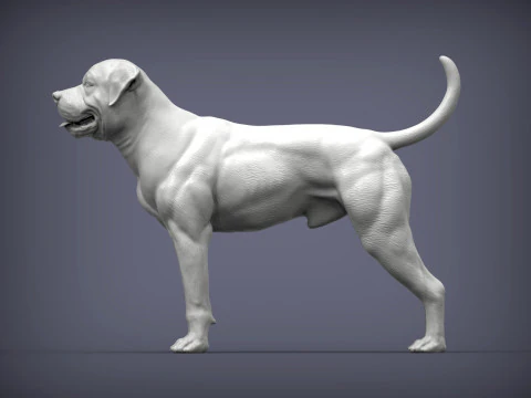 American bulldog 3D Print Model