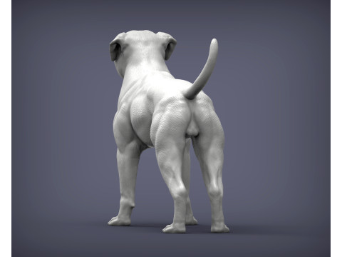 American bulldog 3D प्रिंट मॉडल