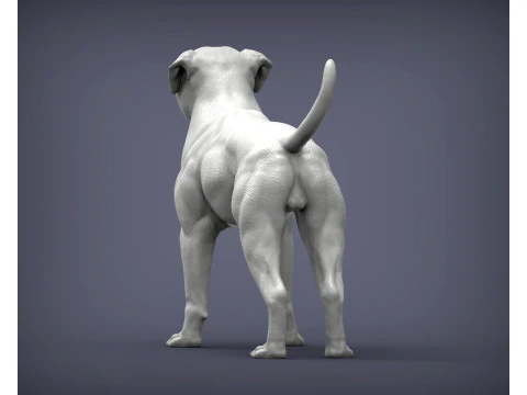 American bulldog 3D Print Model